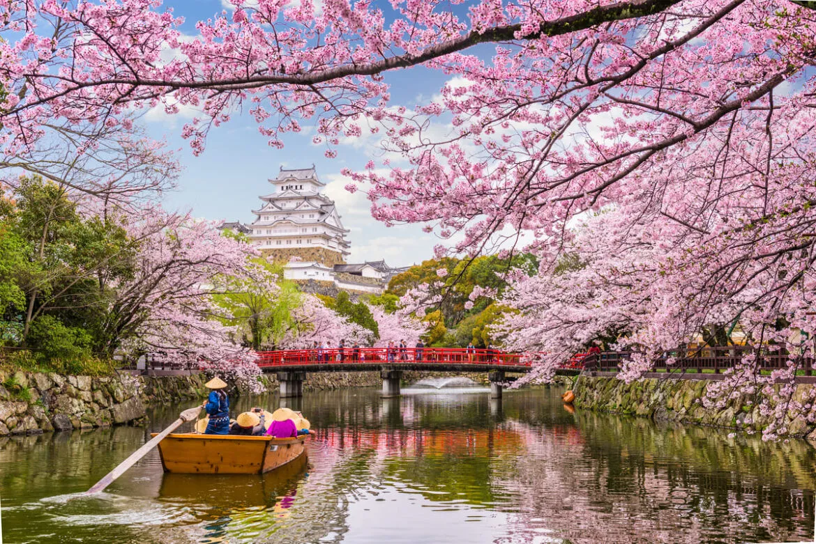 Jardim florido com Ipês rosas representando como é viajar para o Japão.