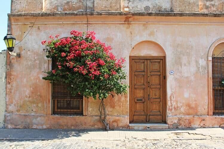 Destinos na América do Sul: Casa antiga com arvore de flores rosas em frente, localizada na Colônia Del Sacramento no Uruguai.