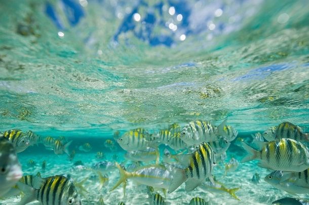 Cayo Arena é uma praia perfeita para quem gosta de mergulhar. A água cristalina potencializa a experiência.