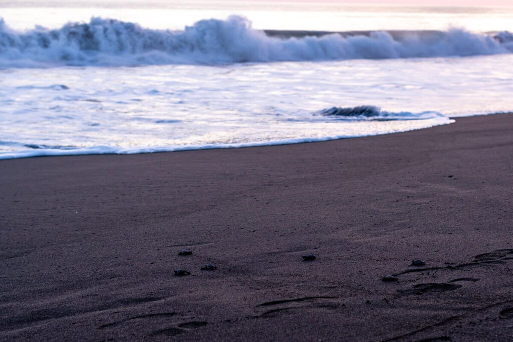 Tartarugas nas areias escuras de Monterrico, Guatemala.