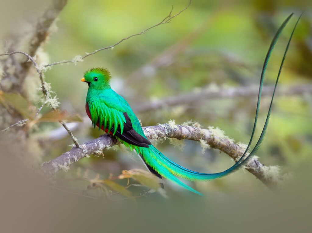 Quetzal, pássaro que dá nome à moeda da Guatemala.