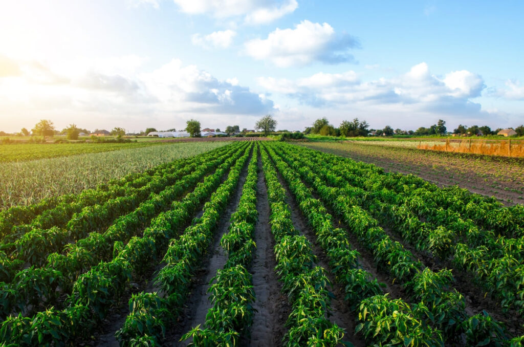 Plantação agrícola verde de uma das principais agtechs brasileiras