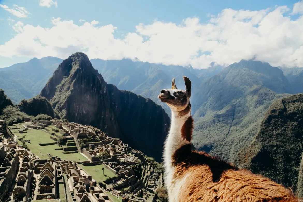 Uma lhama em Machu Picchu.