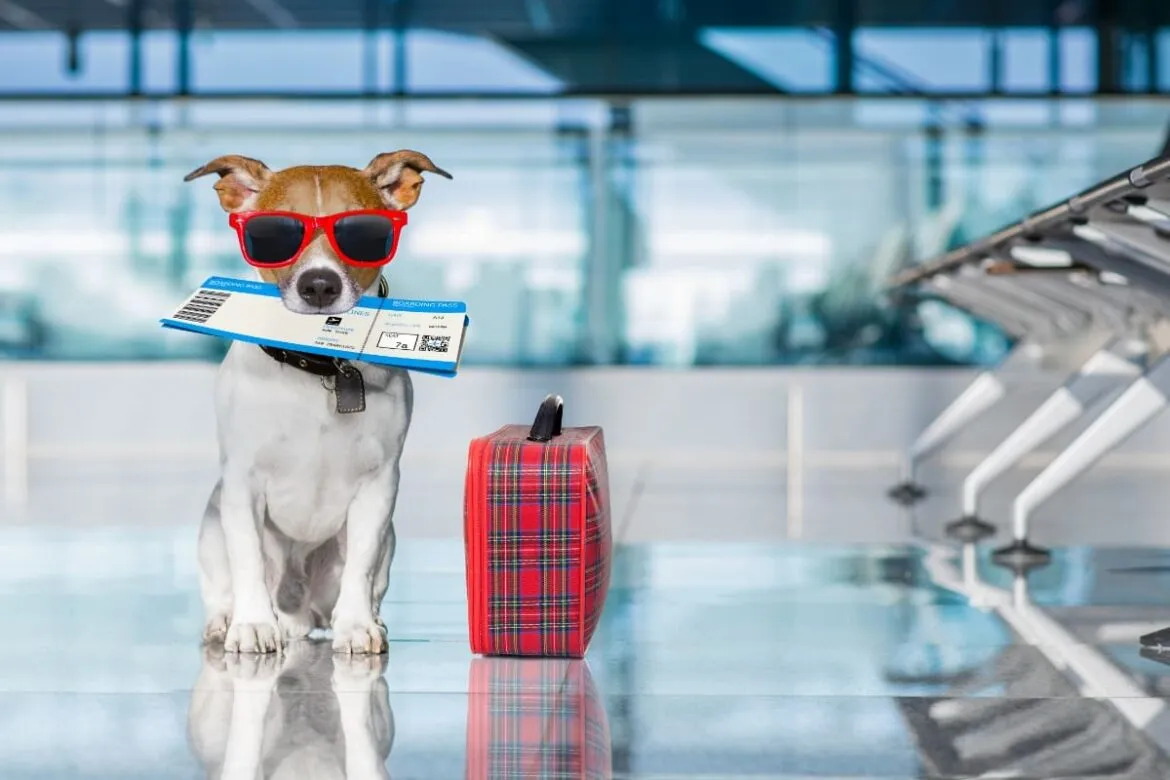 Foto de pet para responder como levar cachorro no avião.