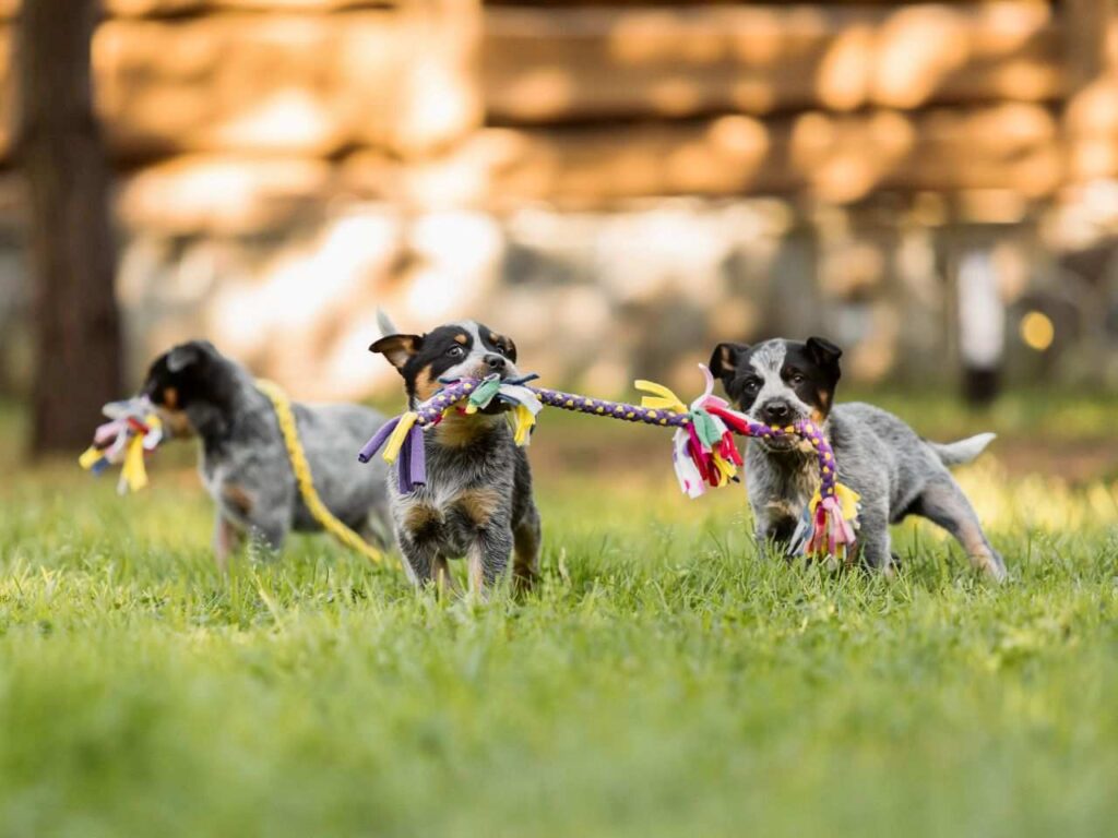 Cães se divertindo na creche legal de cachorro