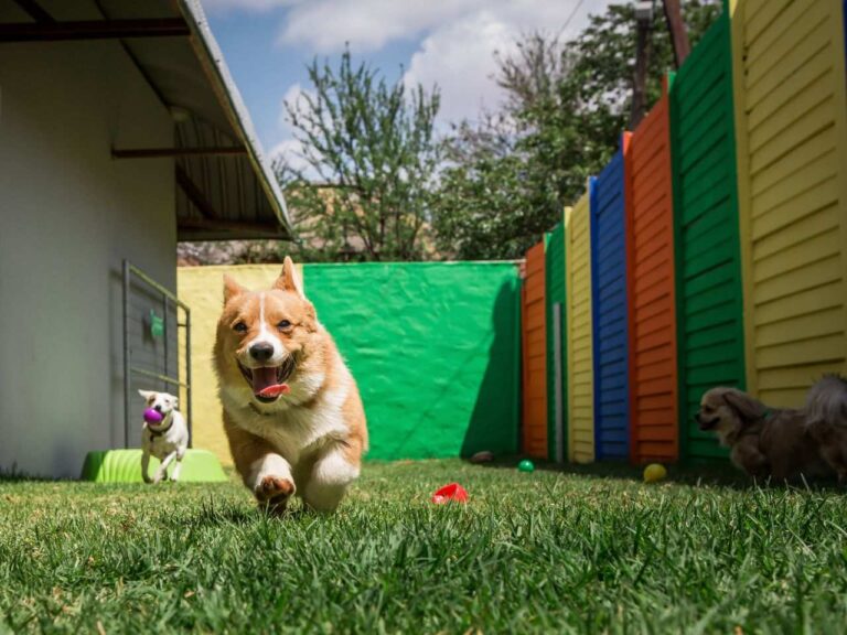 Cães na creche legal de cachorro