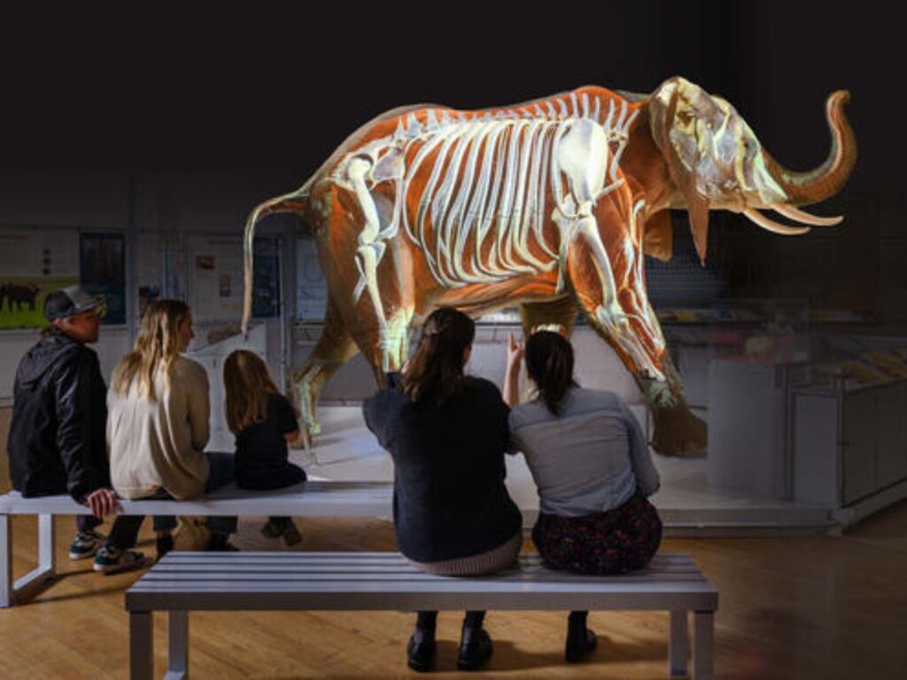 Pessoas vendo exibição no American Museum of Natural History.