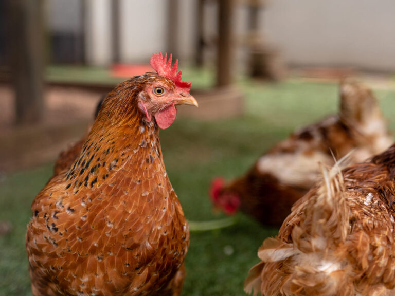 China suspende importação de carne de frango após caso de gripe aviária. A medida deve se estender por 60 dias.