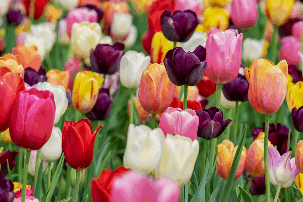 significado das flores - Tulipas