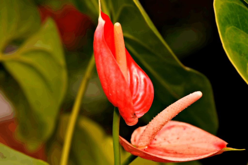 significado das flores - Antúrios