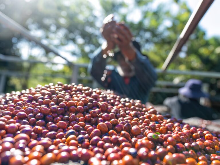 O Brasil é o maior exportador de café do mundo, responsável por 40% da bebida consumida em todo o planeta