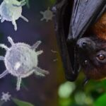O vírus Nipah é um agente infeccioso que preocupa autoridades de saúde globais por sua alta letalidade e capacidade de adaptação.