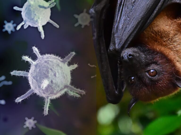 O vírus Nipah é um agente infeccioso que preocupa autoridades de saúde globais por sua alta letalidade e capacidade de adaptação.