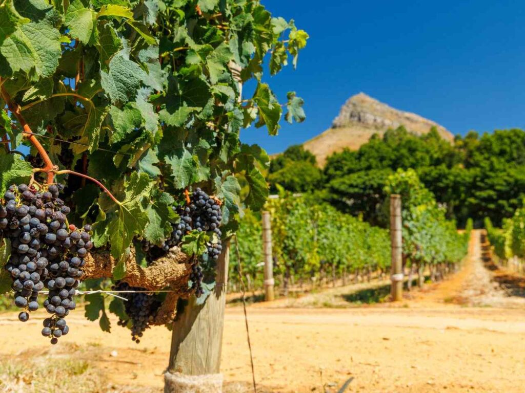 Visão panorâmica de uma das melhores vinícolas do mundo