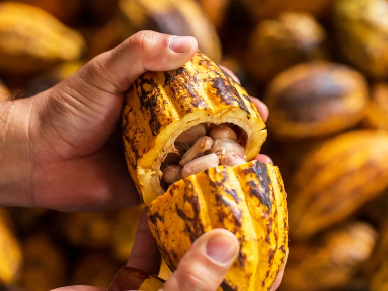 Os maiores exportadores de cacau do mundo têm papel central no comércio internacional dessa commodity, que está na base da indústria global de chocolate e derivados.
