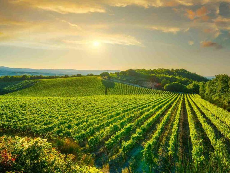 Entardecer em uma das melhores vinícolas do mundo