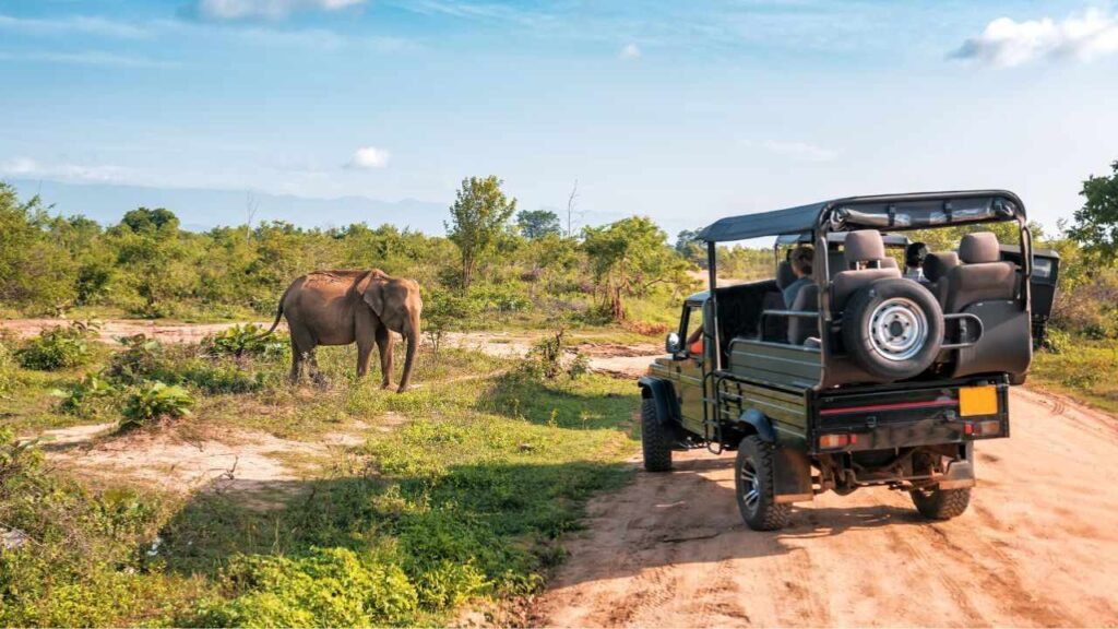 Turistas em um safari em Joanesburgo