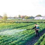 Homem aplicando fertilizantes na plantação no Brasil.